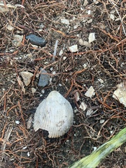 Mollusca