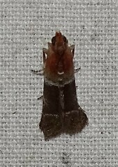 Moodna pallidostrinella