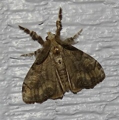 Dasychira vagans