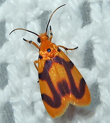 Gaudeator paidicus