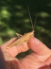 Pyrgocorypha uncinata