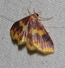 Lophosis labeculata
