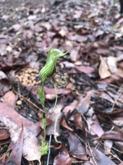 Pterostylis barbata