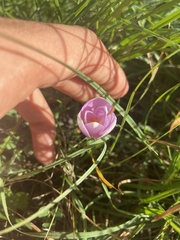 Colchicum longifolium