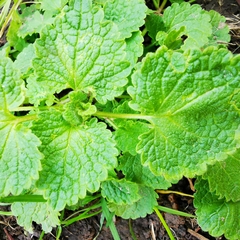 Lamium purpureum