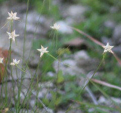 Rhynchospora colorata