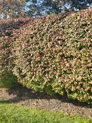 Euonymus alatus