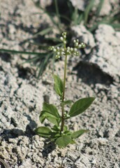 Mitreola