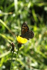 Lasiommata