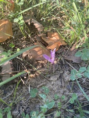 Colchicum longifolium