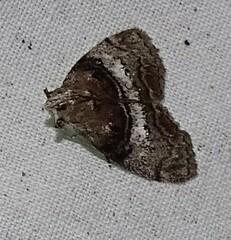 Pococera asperatella