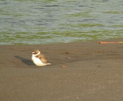 Charadrius wilsonia