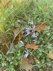 Colchicum longifolium