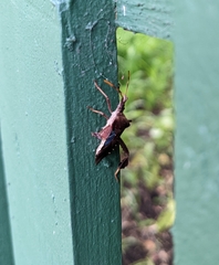 Leptoglossus oppositus