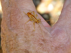 Camptonotus carolinensis