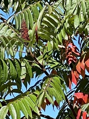 Rhus