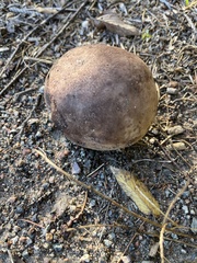 Lycoperdaceae
