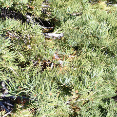 Abies concolor