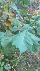 Platanus occidentalis