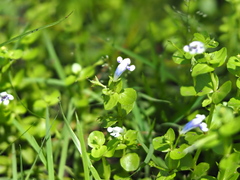 Lindernia rotundifolia