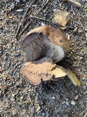 Lycoperdaceae