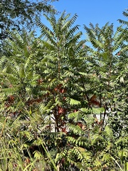 Rhus