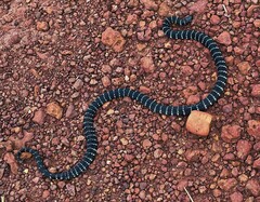 Micrurus albicinctus