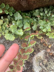 Asplenium flabellifolium