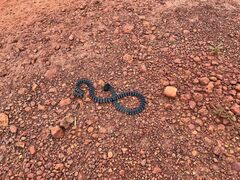 Micrurus albicinctus