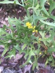 Synaphea