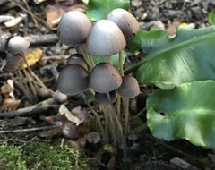 Coprinopsis marcescibilis