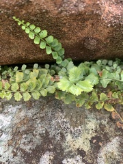 Asplenium flabellifolium