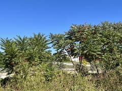 Rhus