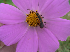 Chauliognathus limbicollis