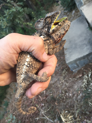 Furcifer oustaleti