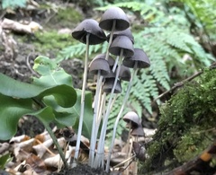 Coprinopsis marcescibilis