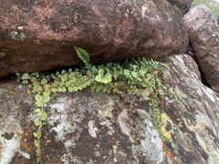 Asplenium flabellifolium