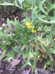 Synaphea