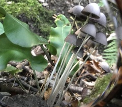 Coprinopsis marcescibilis