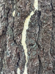 Serpula himantioides