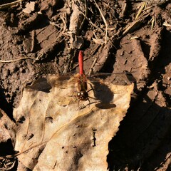 Sympetrum vulgatum