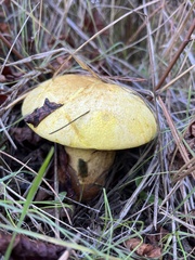 Buchwaldoboletus sphaerocephalus