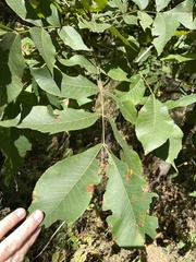 Carya glabra