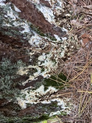 Serpula himantioides