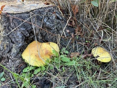 Buchwaldoboletus sphaerocephalus