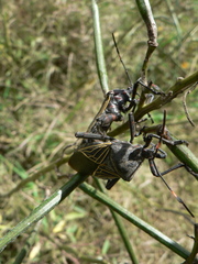 Pachylis gigas
