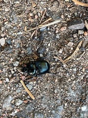 Geotrupes balyi