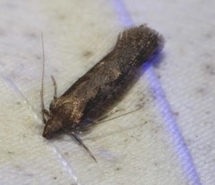 Erythrobapta haemalea