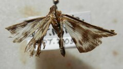 Anania hortulata
