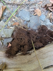 Stemonitis